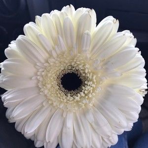 Meet your Posher, Jodie